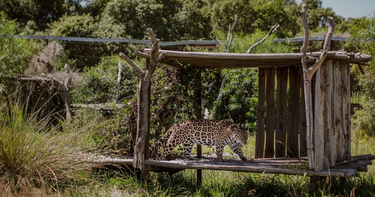 En este momento estás viendo “Estamos reparando el daño ” el regreso de los jaguares en Argentina