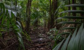 La Amazonía no es tu museo de historia natural