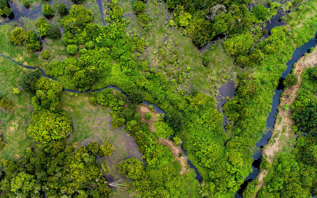 Lee más sobre el artículo Bosques Patrimonio de la UNESCO absorben millones de toneladas de dióxido de carbono