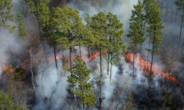 Deforestación, principal causa de incendios forestales: Minambiente