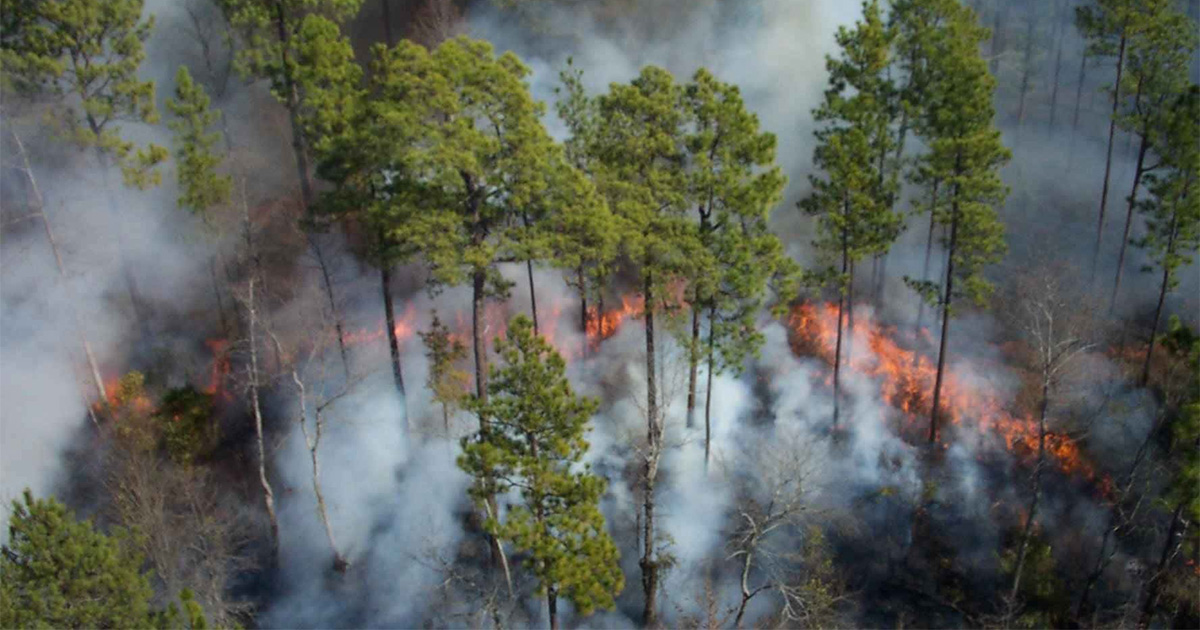 Lee más sobre el artículo Deforestación, principal causa de incendios forestales: Minambiente
