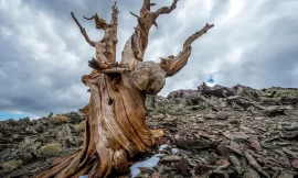El árbol más antiguo del mundo “El Abuelo” y sus amenazas