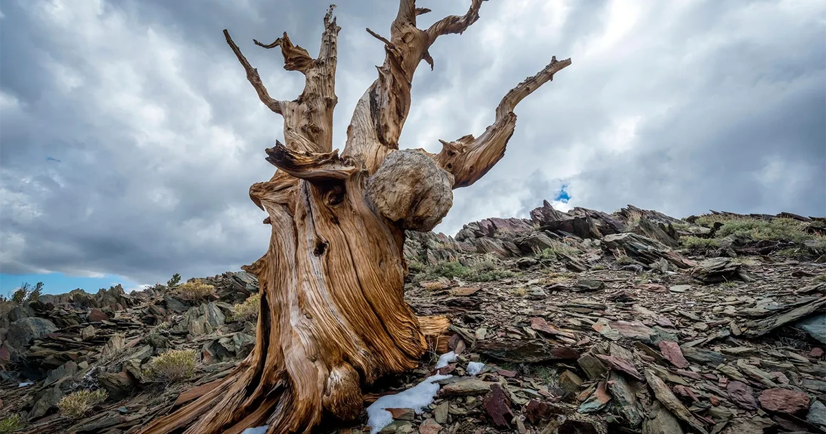 En este momento estás viendo El árbol más antiguo del mundo “El Abuelo” y sus amenazas